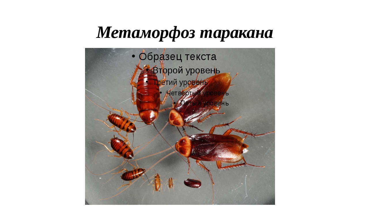 Как выглядят и размножаются рыжие тараканы