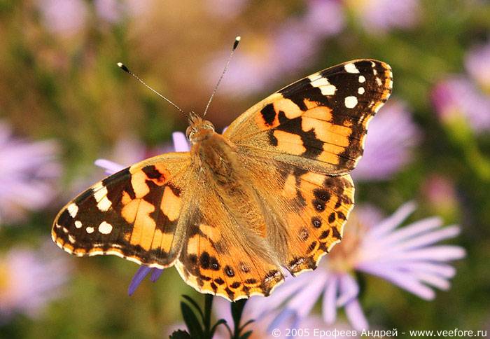 Бабочка репейница: фото, описание, ареал распространения