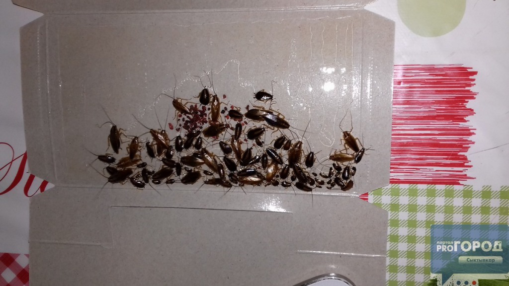 Тараканы в общежитии: как избавиться от тараканов в общежитии?