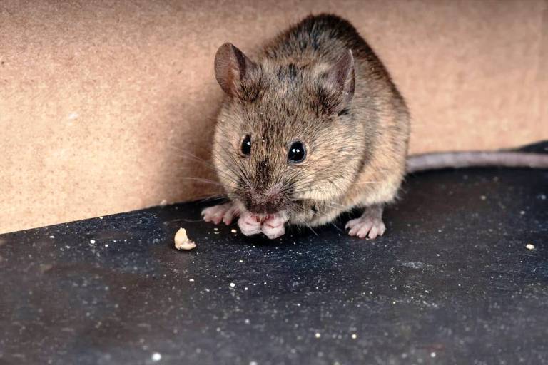 Чем можно заразиться от мышей