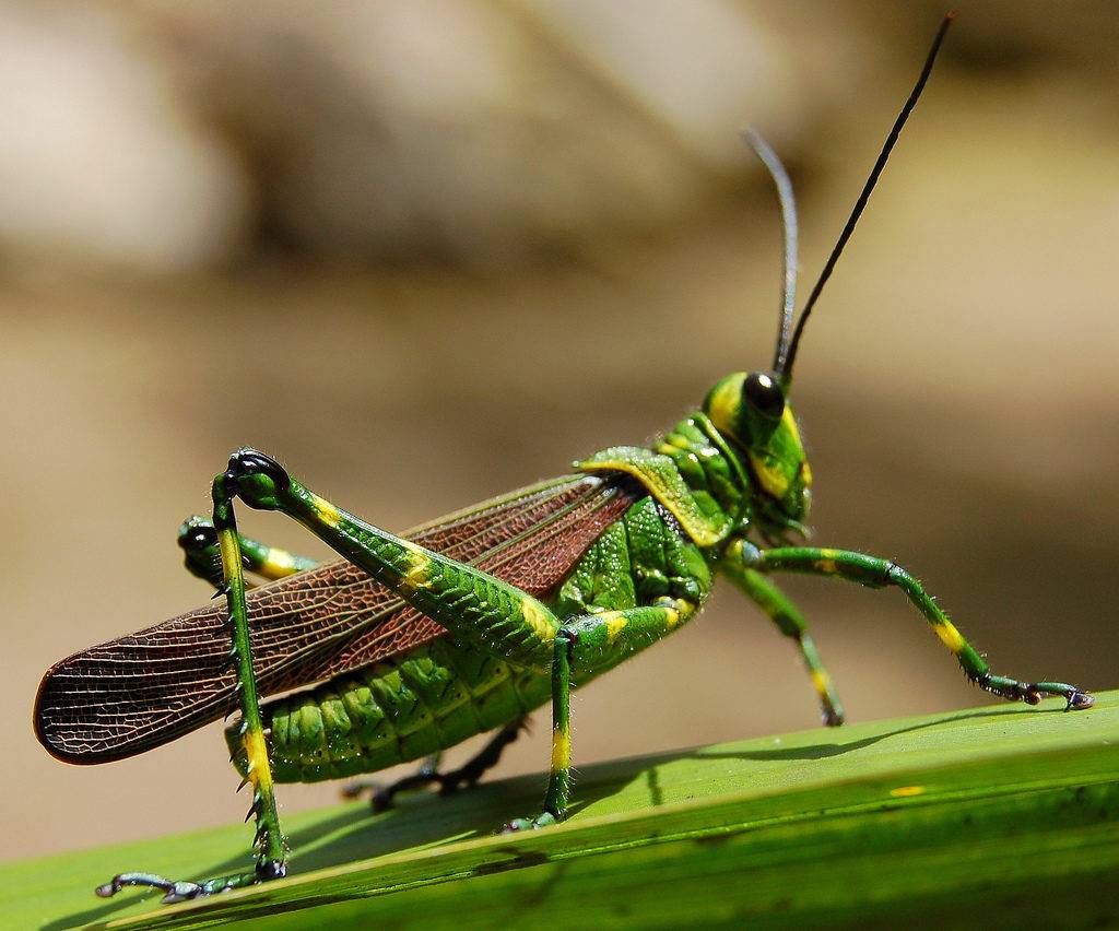 Сверчок – фото и описание стрекочущих насекомых