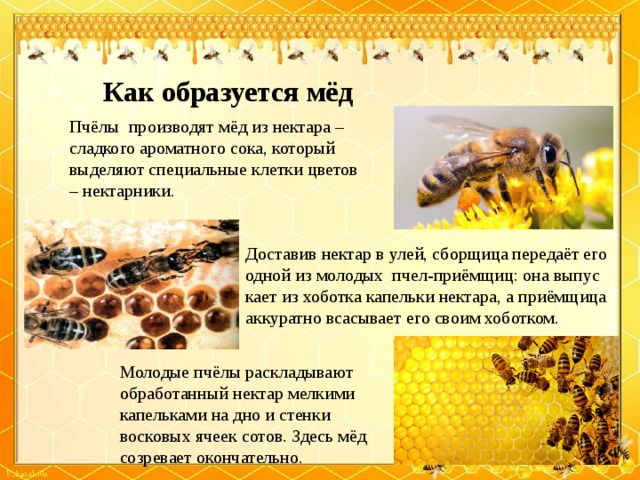 Как пчелы делают мед и что такое соты