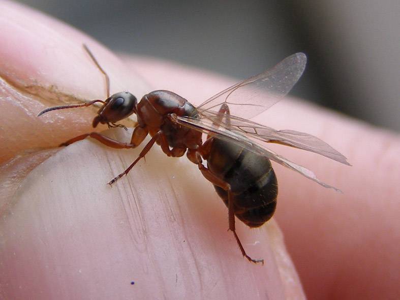 Как избавиться от летучих муравьев?