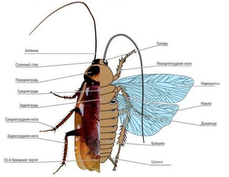 Чёрный таракан насекомое. описание, особенности, виды, образ жизни и среда обитания таракана | живность.ру