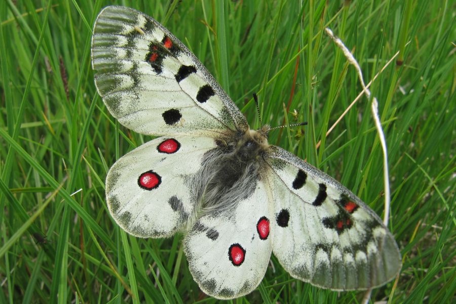 Бабочка аполлон: подробное описание с фотографиями
