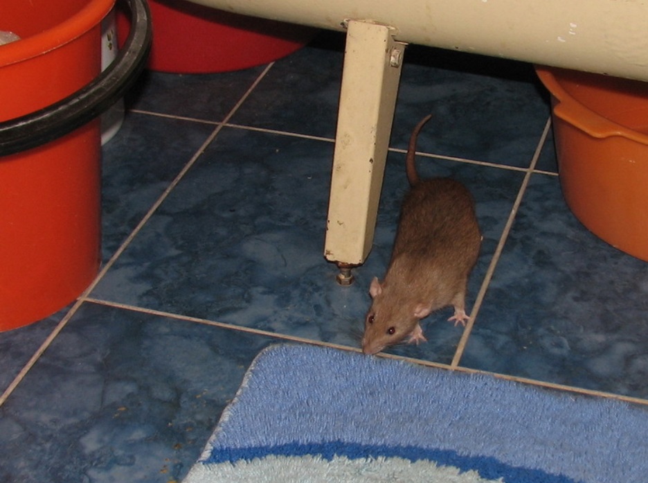 Крыса в унитазе из канализации – откуда берутся, что делать и как избавиться