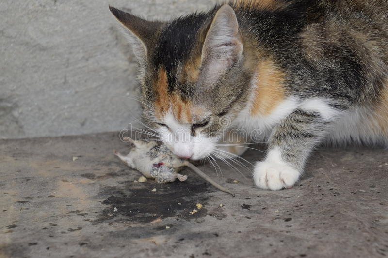 Зачем кошки несут убитых животных домой, почему приносят добычу хозяину, что делать с мышью?