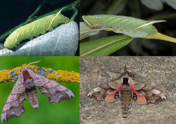 Винный бражник – образ жизни редких бабочек и гусениц