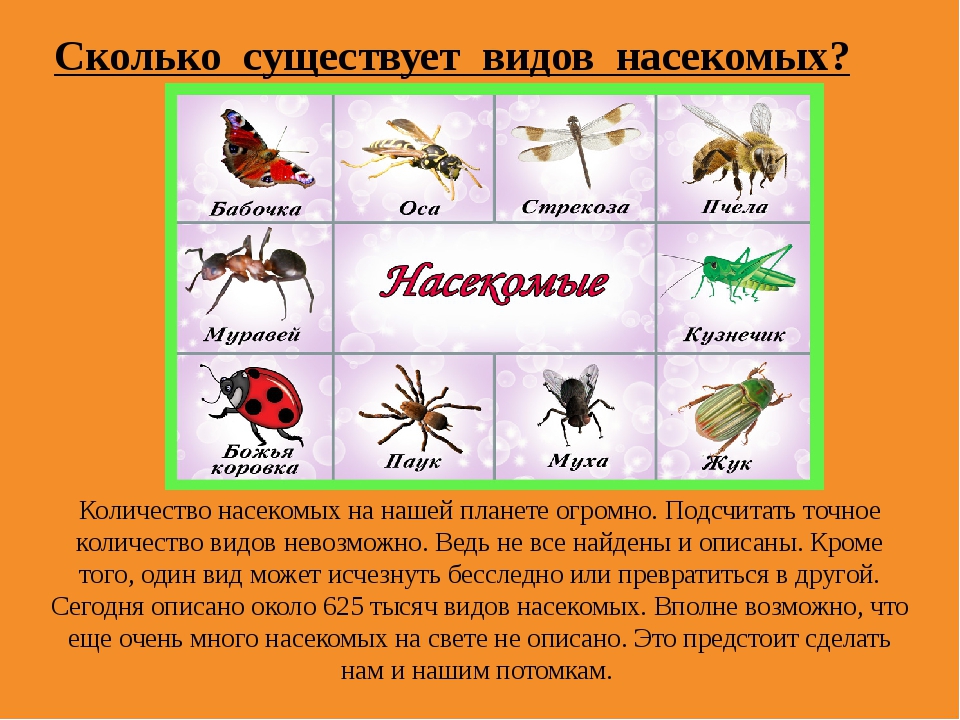 Хищные насекомые – список с названиями и фото, чем питаются, видео
