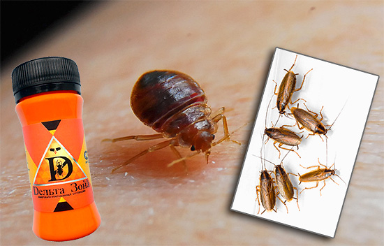 Про «дезинфекцию» от тараканов и важные правила ее проведения в квартире - сэс