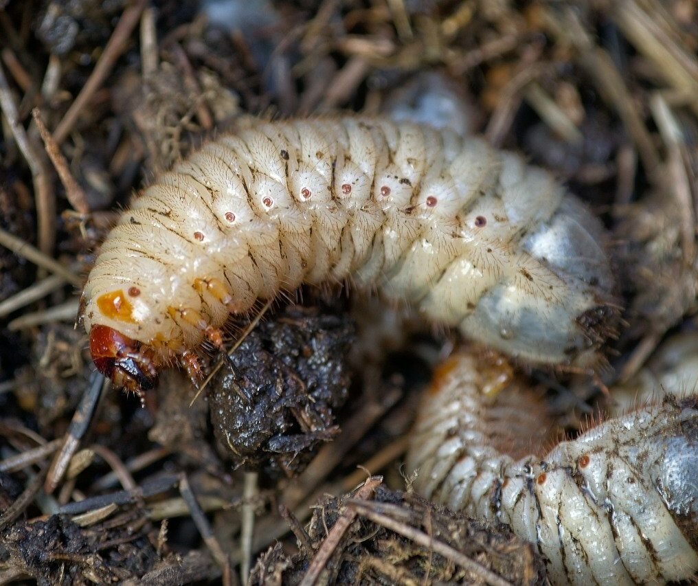 Хрущ личинка майского жука