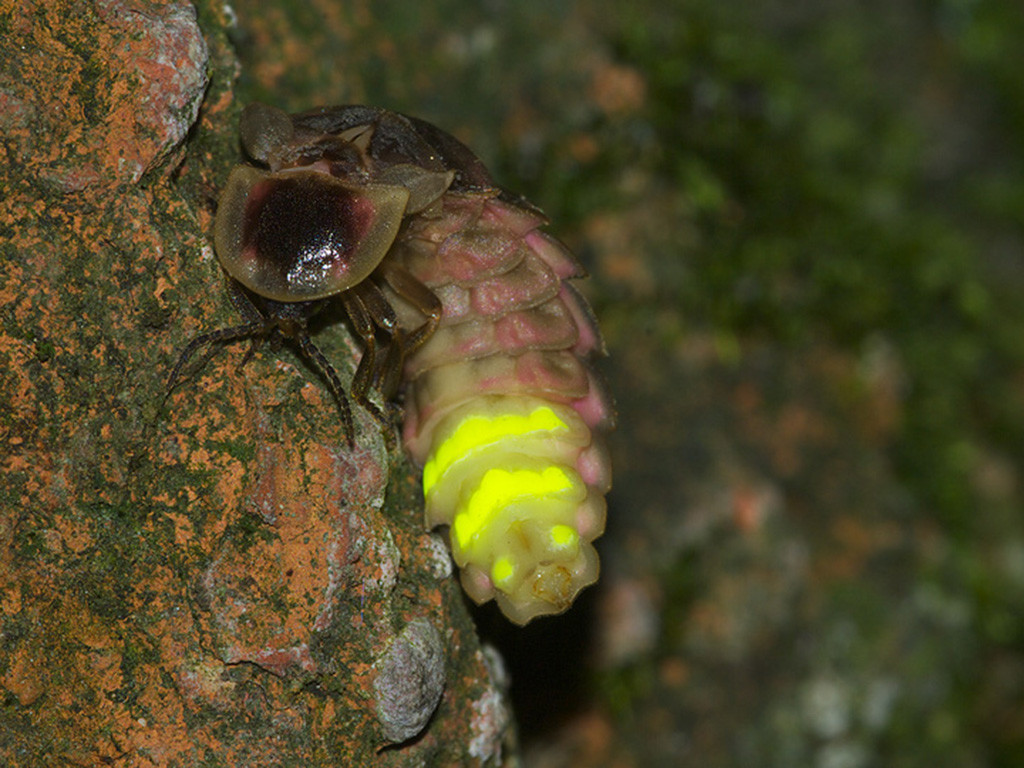 Светлячок - неядовитые насекомые | описание, фото и видео