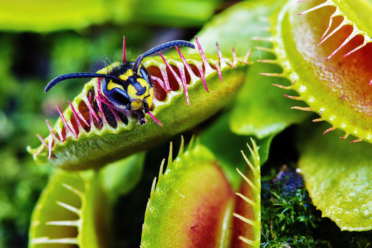 Цветок, который ест мух – его название, фото и описание