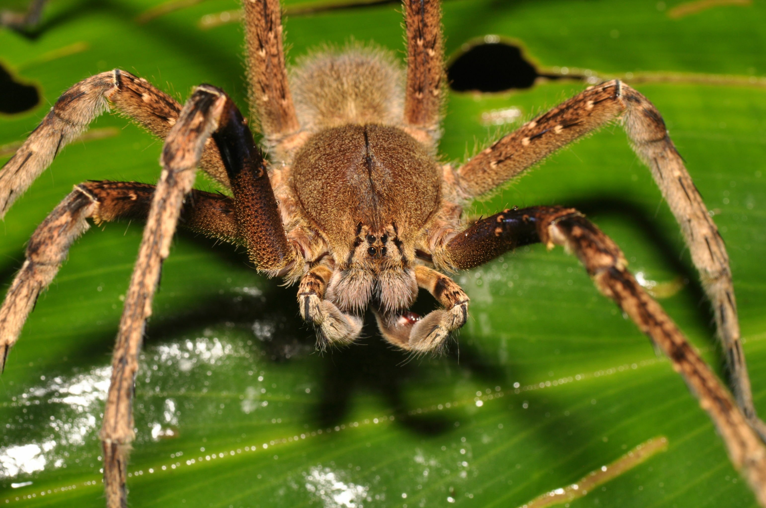 Бразильский странствующий паук и насколько ядовитый его укус
