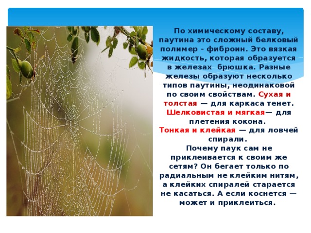 Описание того, как паук плетет паутину – особенности процесса и функции паутины | дезинфекция, дезинсекция, дератизация - информационный портал