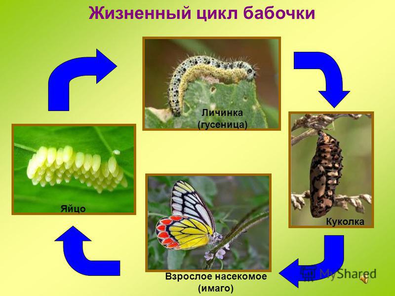 Виды гусениц - описание, особенности и интересные факты
