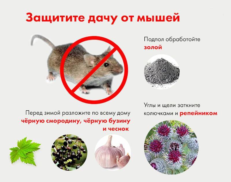 Отпугивание мышей из дома народными средствами: запах какой травы не любят мыши