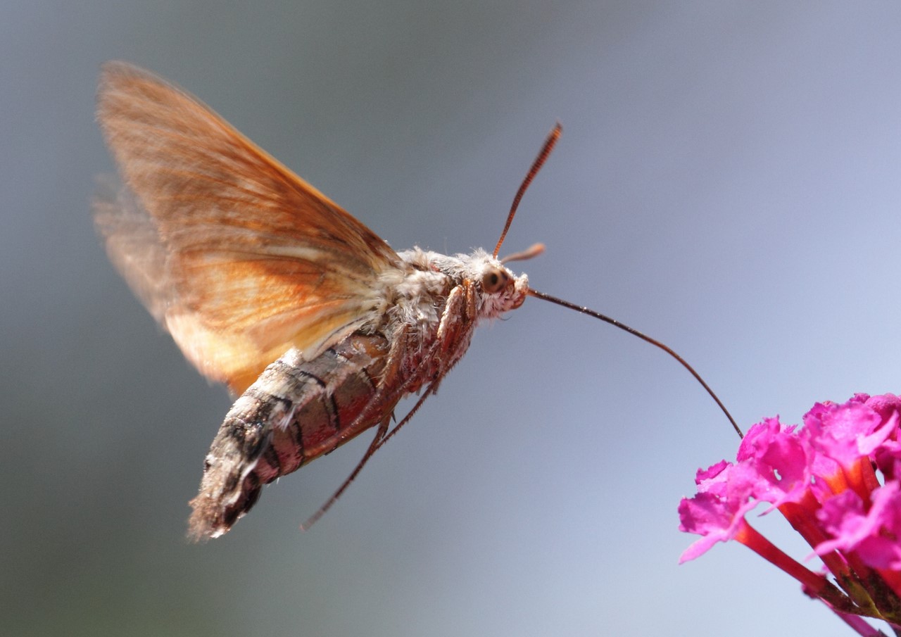Бабочка бражник: фото и интересные факты о северных колибри