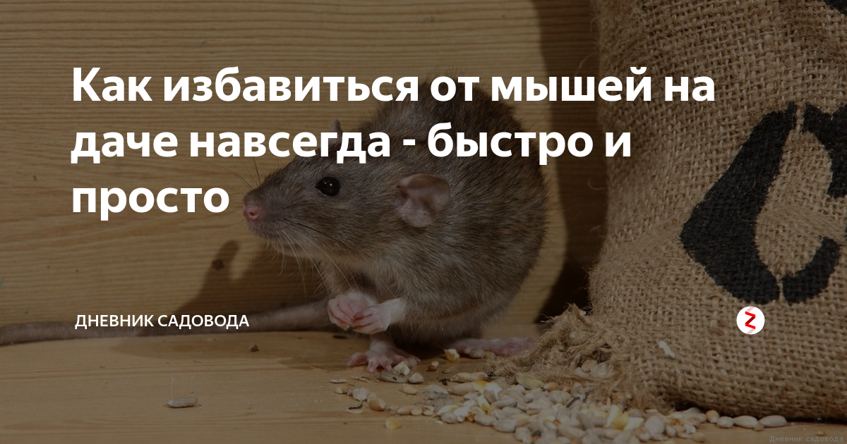 50 способов как избавиться от мышей в квартире, на даче и в доме