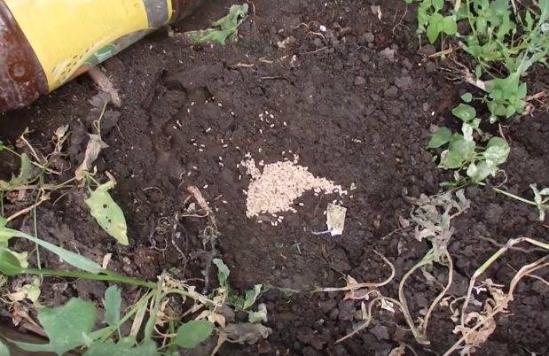 Могут ли муравьи съесть рассаду огурцов - садоводству да
