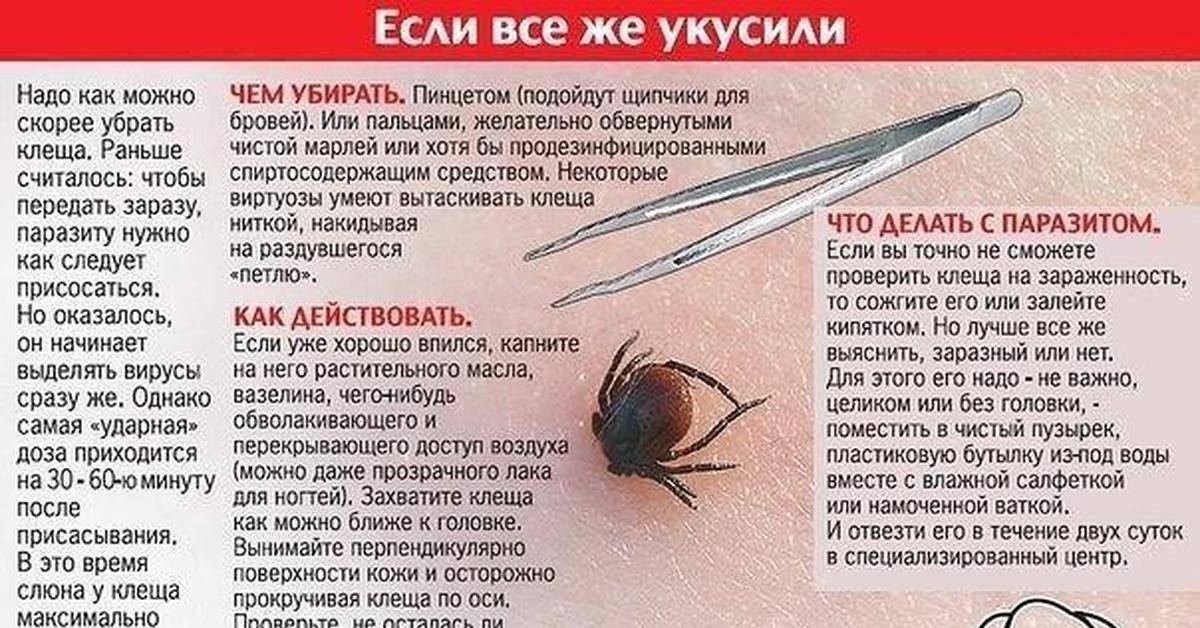 Как кусает клещ схема укуса симптомы