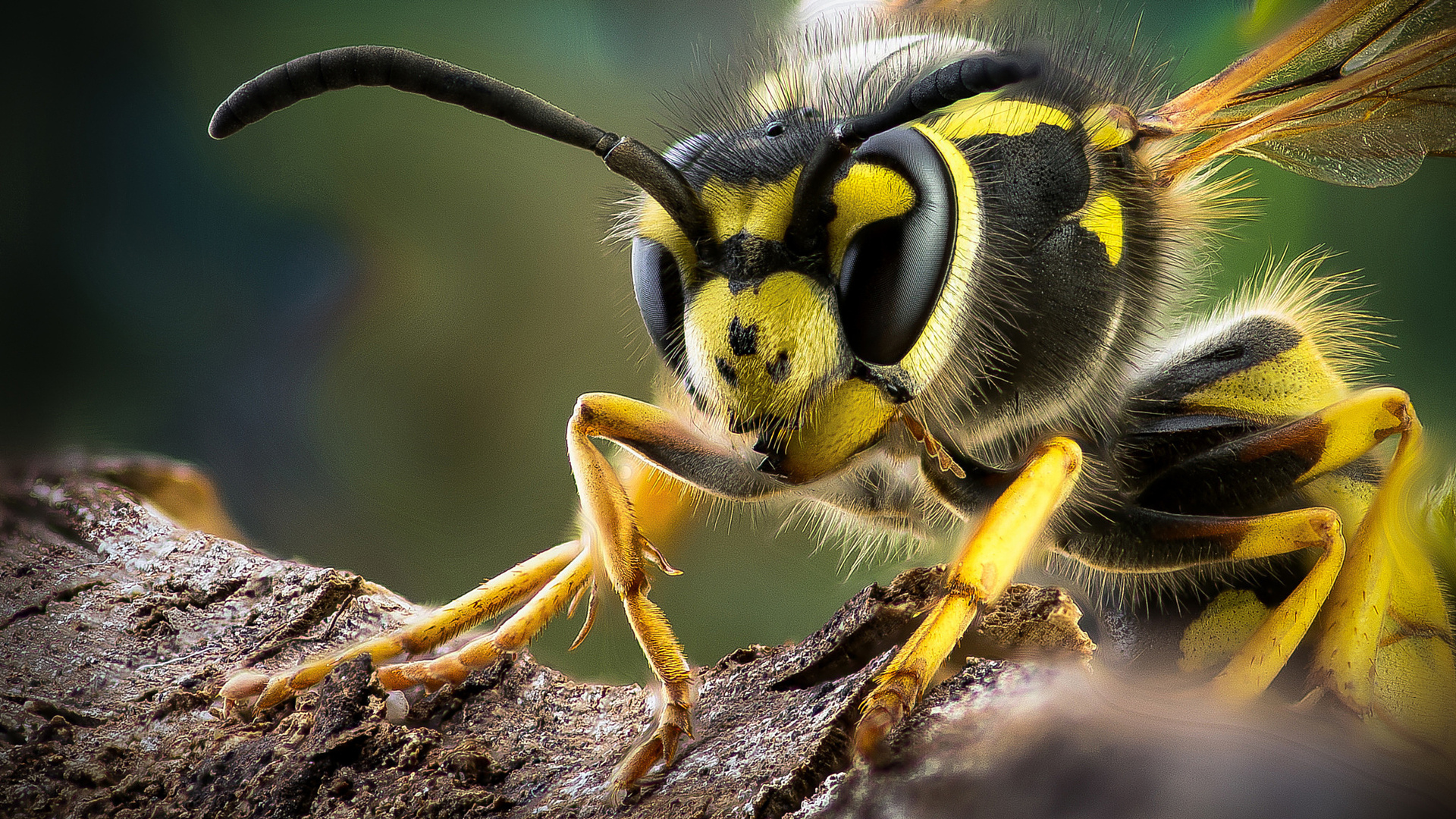 Лесная оса: фото и систематика насекомых