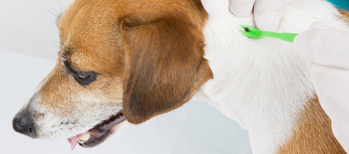 Мухи кусают уши собаке: что делать, и как защитить питомца