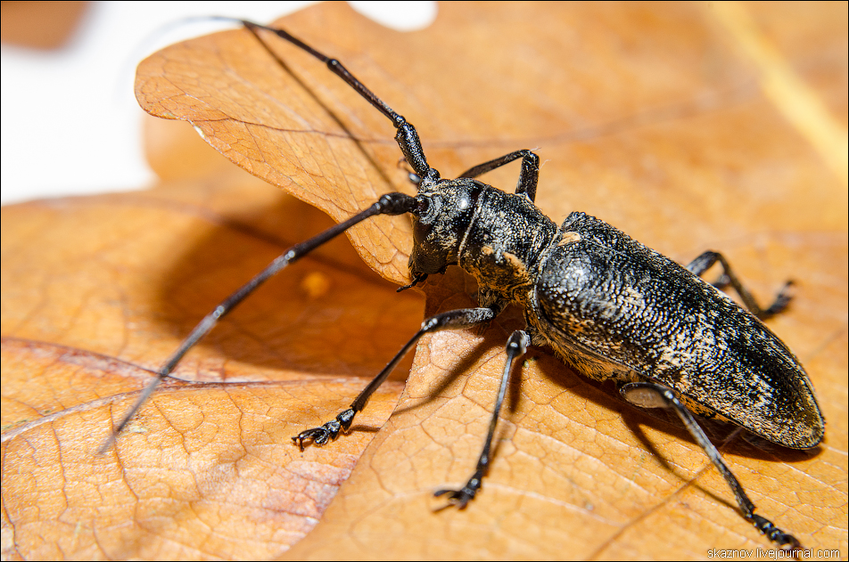 Жук дровосек. описание, особенности, виды и среда обитания жука дровосека