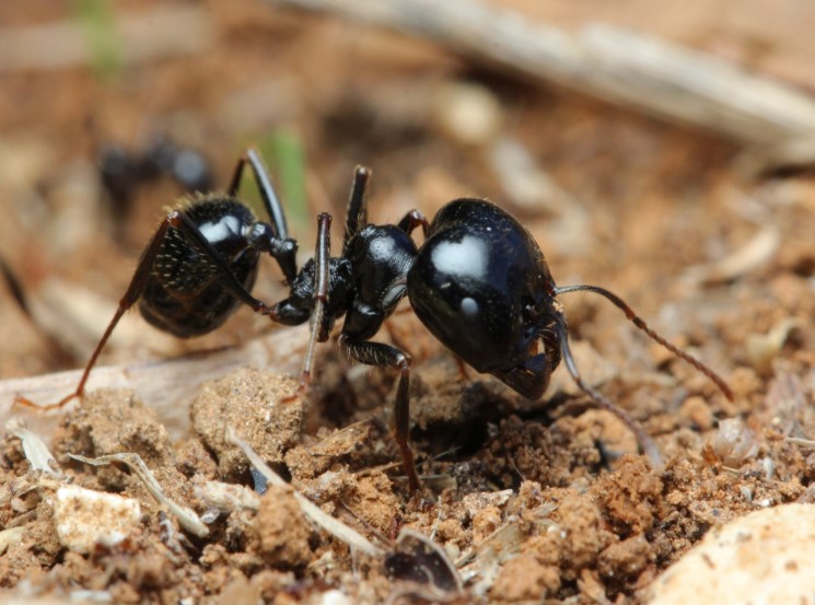 Матка домашних муравьев — как она выглядит и где искать?