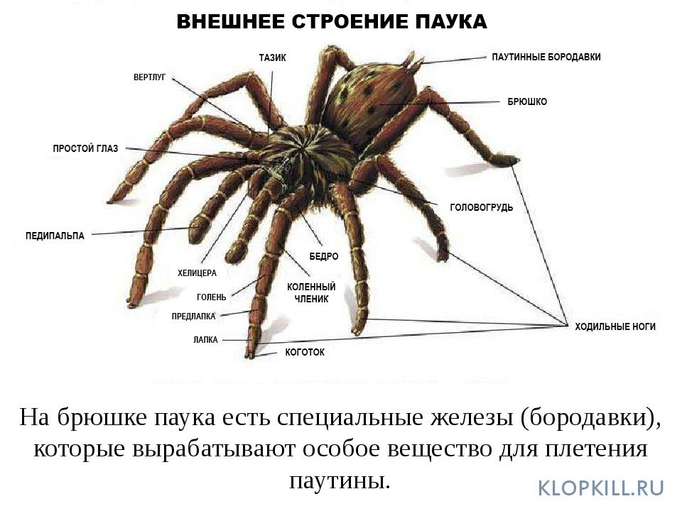 Лекция 8. подтип хелицеровые (chelicerata), класс паукообразные (arachnida)