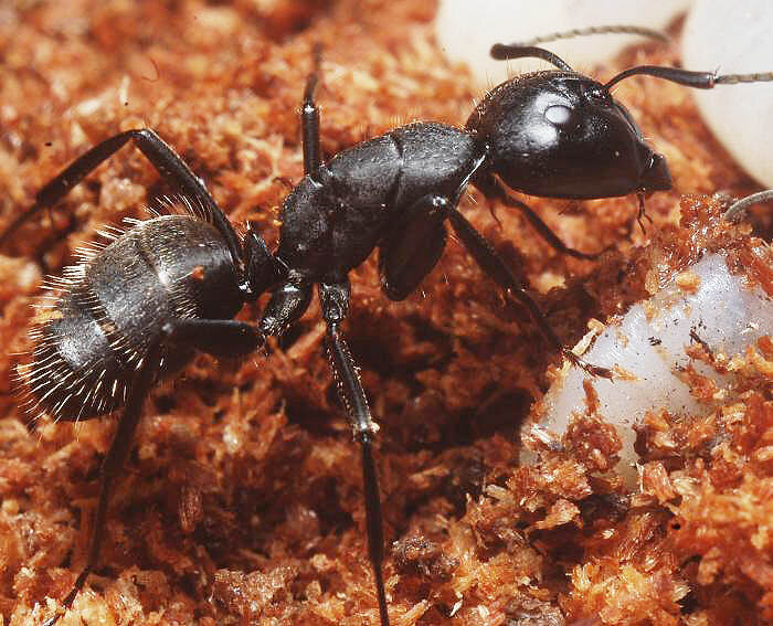 Как избавиться от муравьев на участке? современные методы и народные советы