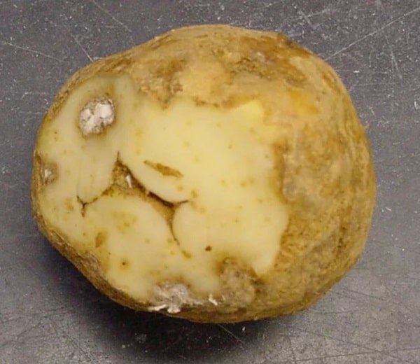 Виды нематод: золотистая картофельная нематода, корневая, стеблевая, листовая - фото и признаки русский фермер