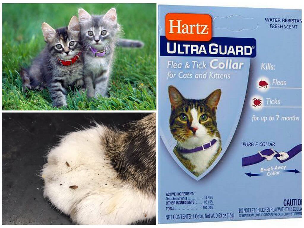 Противопаразитарная защита: выбираем ошейник от блох для кошки