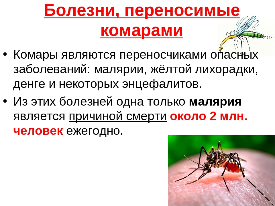 Малярия: симптомы, диагностика, лечение и профилактика