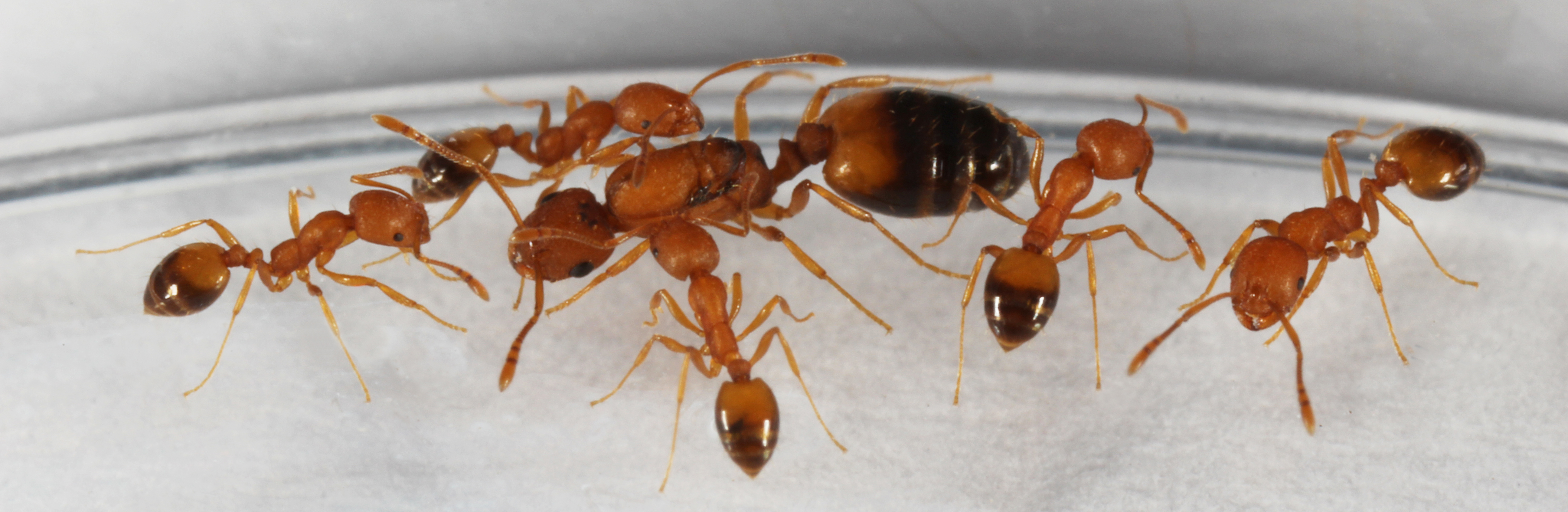 Матка муравья г5ома