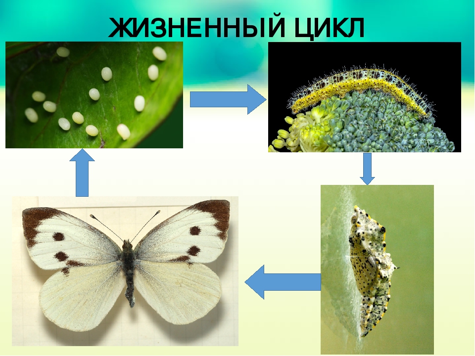 Бабочка капустница (белянка капустная): описание, жизненный цикл, как бороться с вредителем