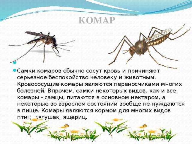 Сколько живут обыкновенные комары и как они размножаются