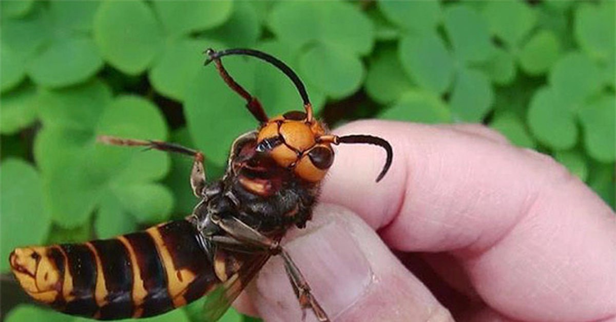 10 самых опасных насекомых в мире, с которыми лучше не встречаться никогда