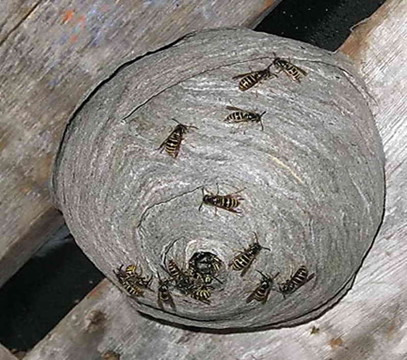К чему снятся осы женщине - сонник много ос, укусы ос, осы в доме