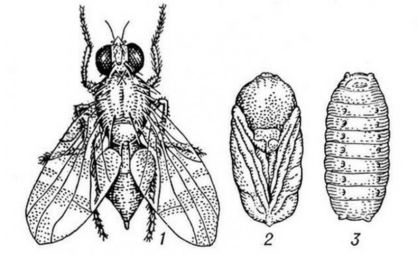 Вишневая муха: меры и методы борьбы на черешне или вишне, сроки обработки, препараты и прочее