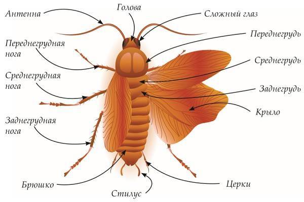 Общая характеристика строения таракана