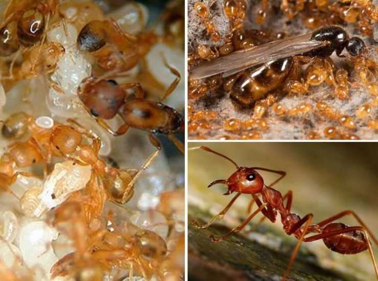 Красные огненные муравьи: внешний вид, образ жизни и среда обитания - ваш врач