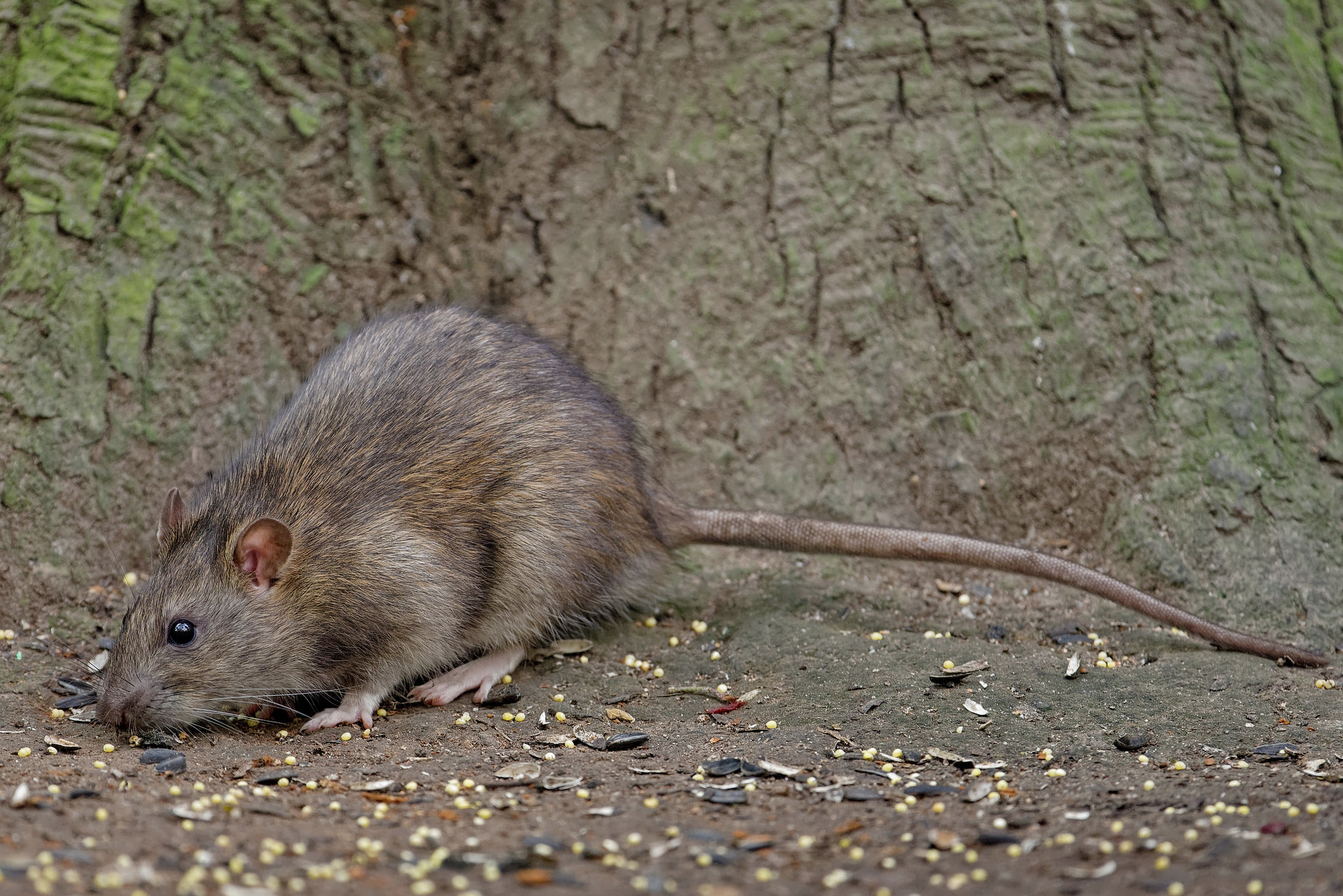 Серая крыса (пасюк): интересные факты о жизни этих грызунов
