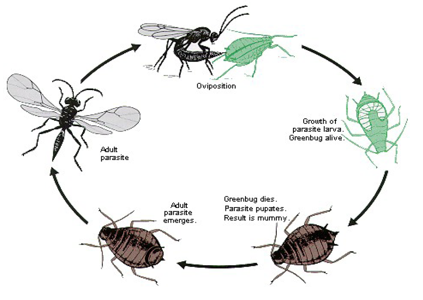 Чем питаются осы, и какую еду ищут на наших участках?