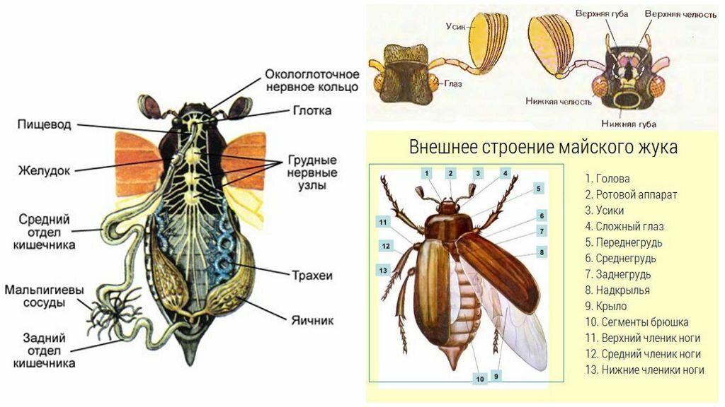 Схема строения насекомых