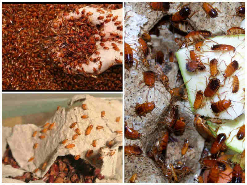 Туркменские тараканы: фото, описание, содержание и разведение