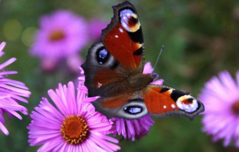 Фото бабочки павлиний глаз