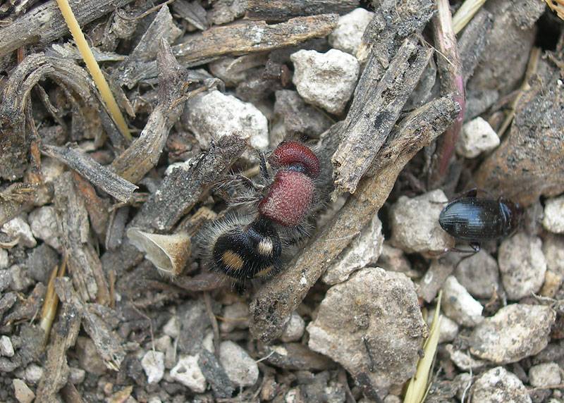 Земляные осы — особенности биологии и как можно избавиться от этих насекомых