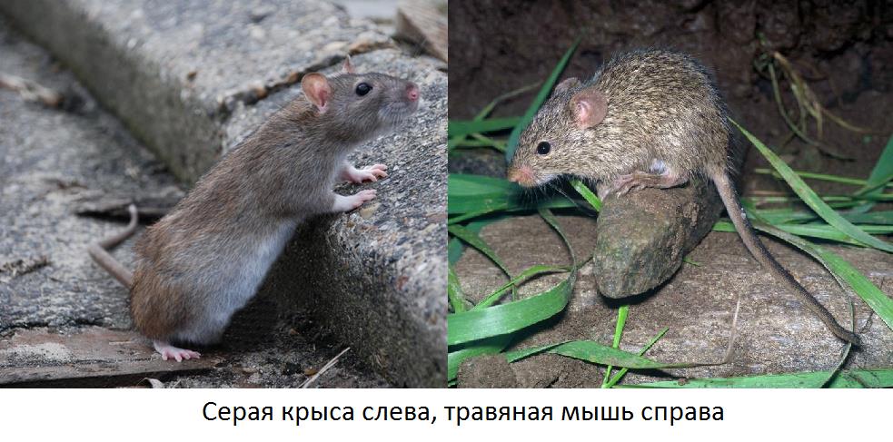 Чем мышь отличается от крысы