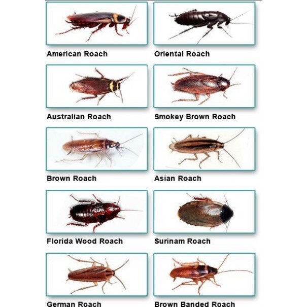 Виды тараканов (разновидности) и экзотические домашние тараканы, фото, видео